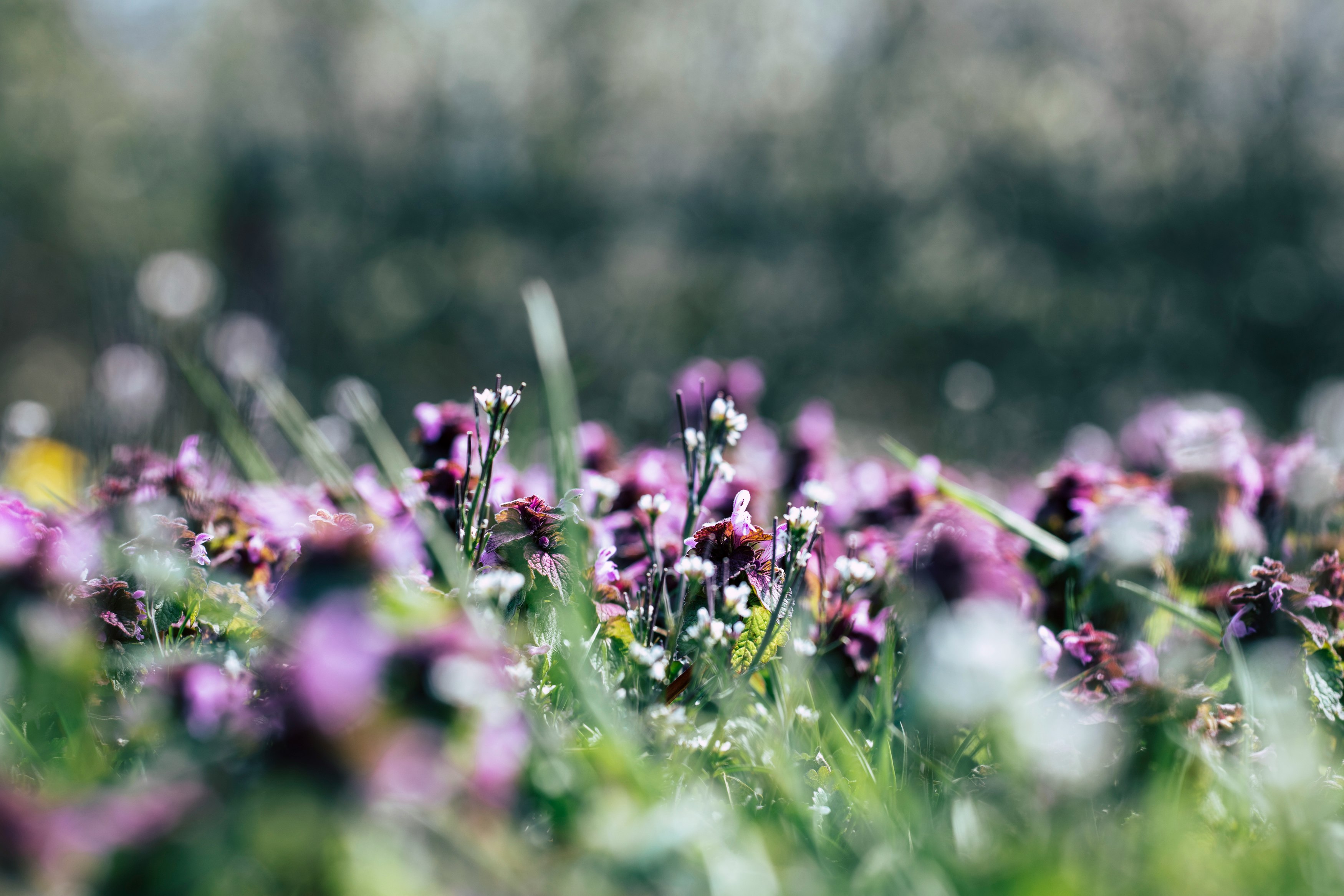 purple flowers in tilt shift lens